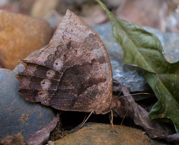 Laura's Satyr, Taygetis larua (C. Felder & R. Felder, 1867). Garrapatuni, Caranavi Valley, Yungas, Bolivia d. 5 December 2024. Photographer: Peter Mllmann.