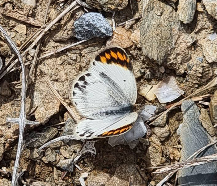 Iberisk Svalehale, Iphiclides podalirius ssp. festhamelii. Parque Natural Montes de Malaga, Spanien d. 27 juni 2024. Fotograf: Oskar Zytnik