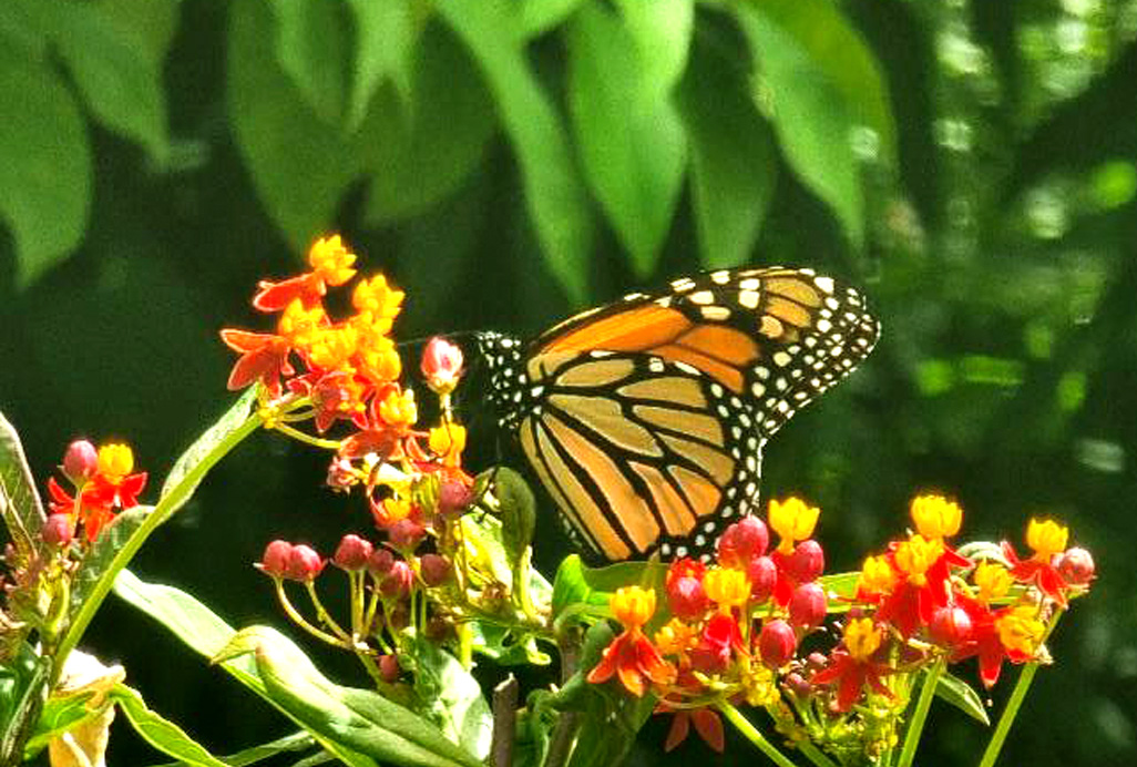 Monark, Danaus plexippus (Linnaeus, 1758). Parque Natural Montes de Malaga, Spanien d. 27 juni 2024. Fotograf: Oskar Zytnik