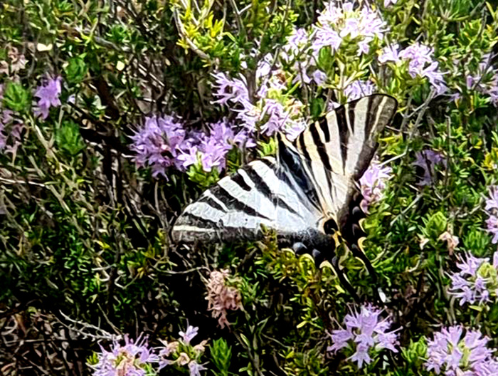 Iberisk Svalehale, Iphiclides podalirius ssp. festhamelii. Parque Natural Montes de Malaga, Spanien d. 27 juni 2024. Fotograf: Oskar Zytnik