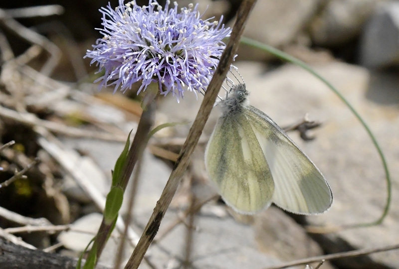 Sydlig Enghvidvinge, Leptidea reali (Reissinger, 1989). Valle de Hecho, Huesca, Spanien d. 28 april 2024. Fotograf; John Vergo