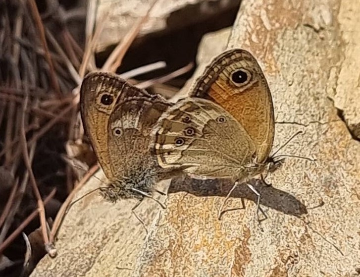 Sydlig Perlemorrandje, Coenonympha dorus. Parque Natural Montes de Malaga, Spanien d. 27 juni 2024. Fotograf: Oskar Zytnik