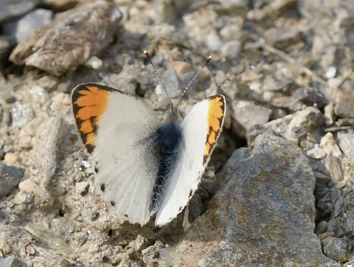 Desert Orange Tip, Colotis evagore ssp. nouna (Lucas, 1849). Castell de Ferro, Andalusia, Spain d. 23 september 2024. Photographer; John Vergo