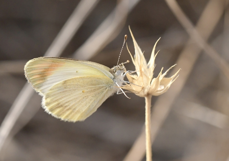 Desert Orange Tip, Colotis evagore ssp. nouna (Lucas, 1849). Castell de Ferro, Andalusia, Spain d. 23 september 2024. Photographer; John Vergo