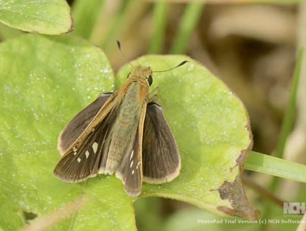 Afrikansk Chokoladebredpande, Borbo borbonica (Lederer, 1855). Tarifa, Costa de la Luz, Andalusien Spanien d. 24 september 2024. Fotograf; John Vergo