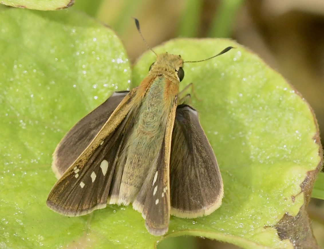 Afrikansk Chokoladebredpande, Borbo borbonica (Lederer, 1855). Tarifa, Costa de la Luz, Andalusien Spanien d. 24 september 2024. Fotograf; John Vergo