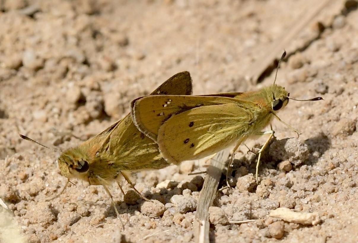 Afrikansk Chokoladebredpande, Borbo borbonica (Lederer, 1855). Tarifa, Costa de la Luz, Andalusien Spanien d. 24 september 2024. Fotograf; John Vergo