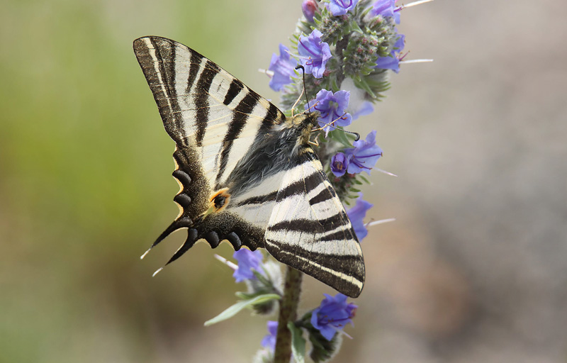 Iberisk Svalehale, Iphiclides festhamelii. Santander, Spanien 27 maj 2024. Fotograf; Carsten Horup