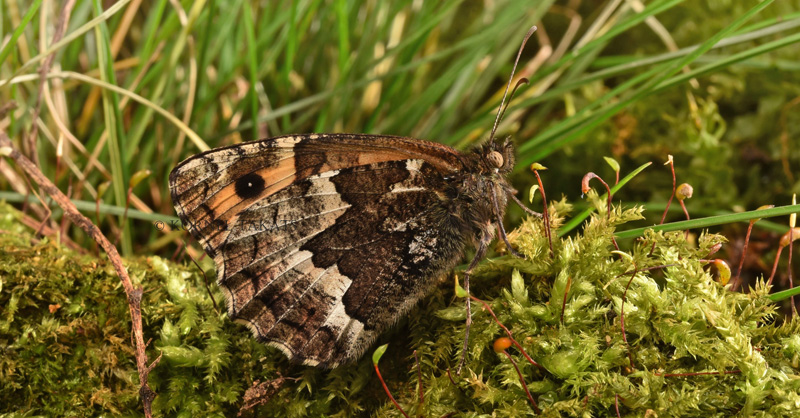 Sandrandje, Hipparchia semele, Skagens klitplantage  d. 10 juli 2005. Fotograf: Lars Andersen