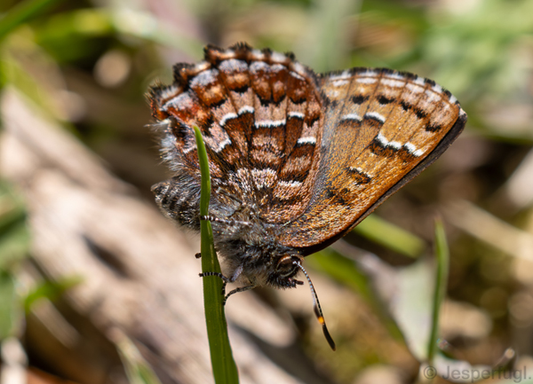 Eastern Pine Elfin, Callophrys niphon (Hübner, 1823). West for the city between Mc.master Uni. and Dundas. Hamilton, Ontario, Canada d.1. may 2025. Photographer: Jesper Kristensen