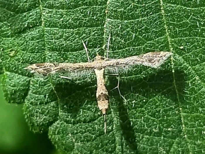 Lantana Plume Moth/Ildkronefjerml, Lantanophaga pusillidactyla (Walker, 1864). Parque Natural Montes de Malaga, Spanien d. 27 juni 2024. Fotograf: Oskar Zytnik