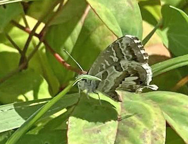 Bronzeblfugl, Cacyreus marshalli (Butler, 1898). 17. arrondissement, 75017 Paris, Frankrig d. 5 oktober 2024. Fotograf: Kasper Mller