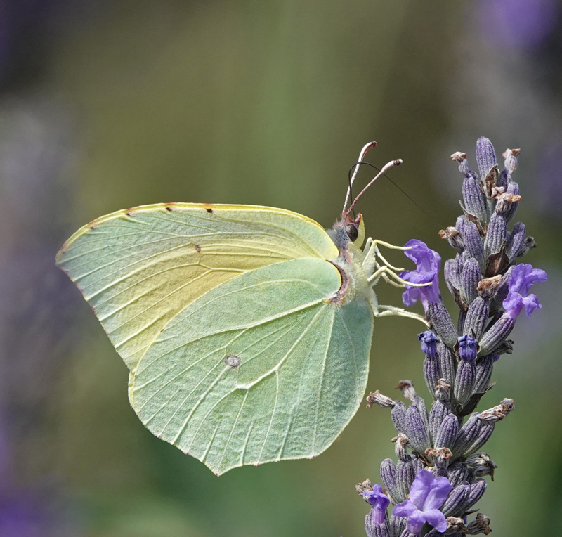 Orange Citronsommerfugl, Gonepteryx cleopatra han og hun.Fayence, Provence, Frankrig d. 2 juli 2024. Fotograf; Regitze Enoksen