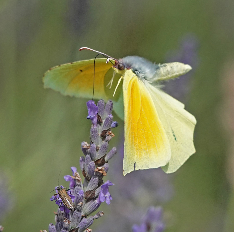 Orange Citronsommerfugl, Gonepteryx cleopatra han og hun.Fayence, Provence, Frankrig d. 2 juli 2024. Fotograf; Regitze Enoksen