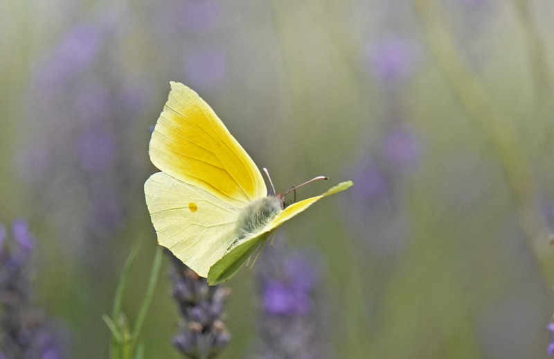 Orange Citronsommerfugl, Gonepteryx cleopatra han og hun.Fayence, Provence, Frankrig d. 2 juli 2024. Fotograf; Regitze Enoksen