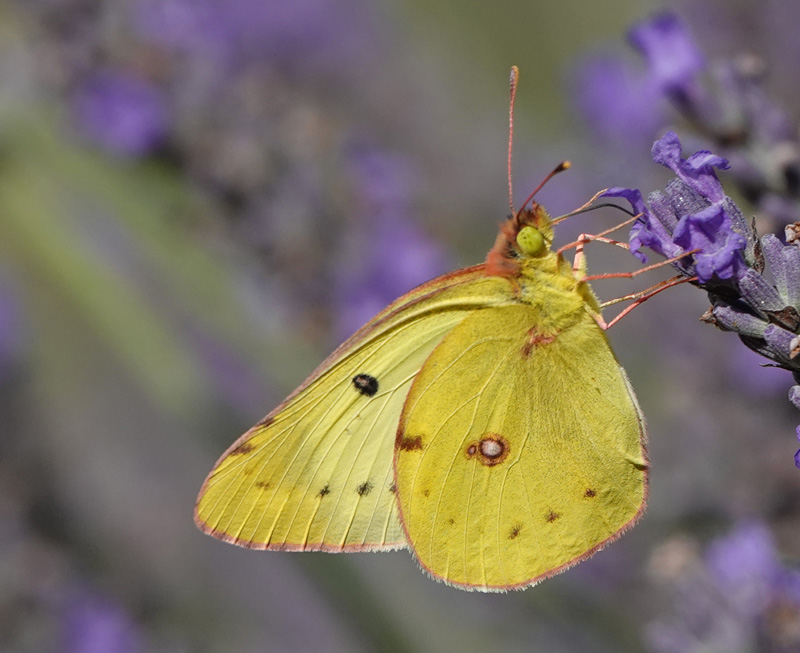 Sydlig Hsommerfugl, Colias alfacariensis.Fayence, Provence, Frankrig d. 2 juli 2024. Fotograf; Regitze Enoksen