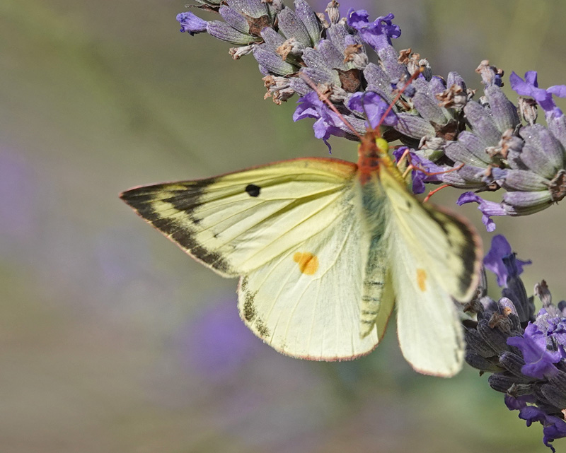 Sydlig Hsommerfugl, Colias alfacariensis.Fayence, Provence, Frankrig d. 2 juli 2024. Fotograf; Regitze Enoksen