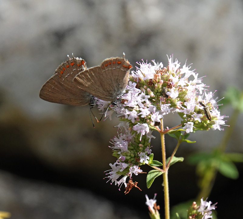 Spansk Egesommerfugl, Satyrium esculi. Fayence, Provence, Frankrig d. 2 juli 2024. Fotograf; Regitze Enoksen