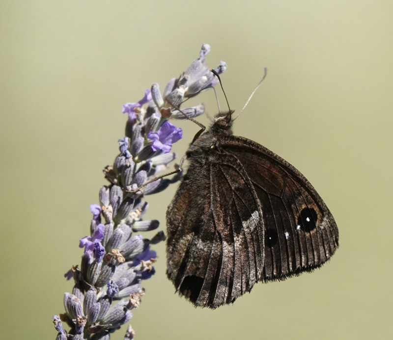 Sort Satyr, Satyrus actaea han. Provence, Frankrig d. 6 juli 2020. Fotograf; Regitze Enoksen