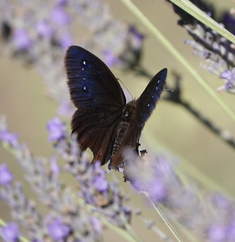 Sort Satyr, Satyrus actaea han. Provence, Frankrig d. 6 juli 2020. Fotograf; Regitze Enoksen