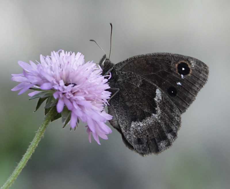 Sort Satyr, Satyrus actaea han. Provence, Frankrig d. 6 juli 2020. Fotograf; Regitze Enoksen