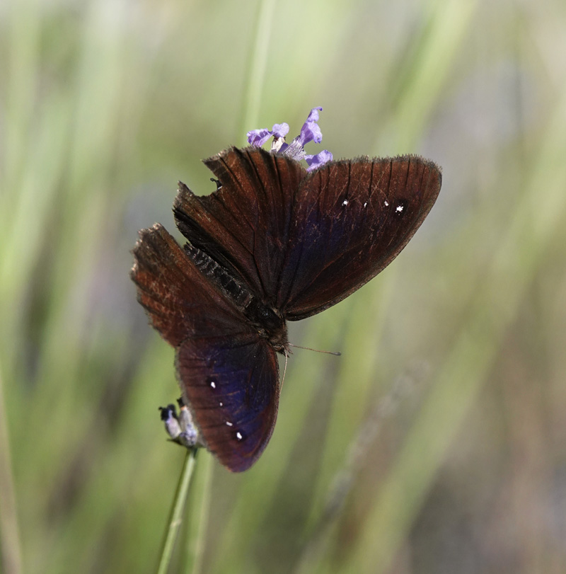 Sort Satyr, Satyrus actaea han. Provence, Frankrig d. 6 juli 2020. Fotograf; Regitze Enoksen