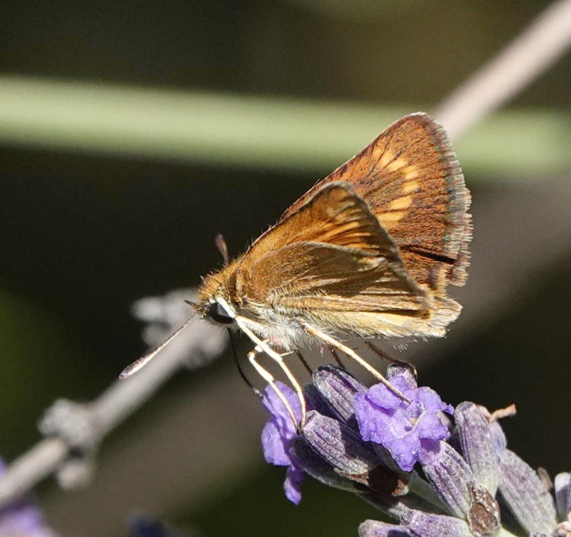 Mrk Skrstregbredpande, Thymelicus acteon. Fayence, Provence, Frankrig d. 2 juli 2024. Fotograf; Regitze Enoksen