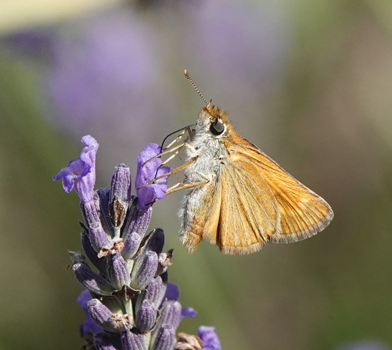 Mrk Skrstregbredpande, Thymelicus acteon. Fayence, Provence, Frankrig d. 2 juli 2024. Fotograf; Regitze Enoksen