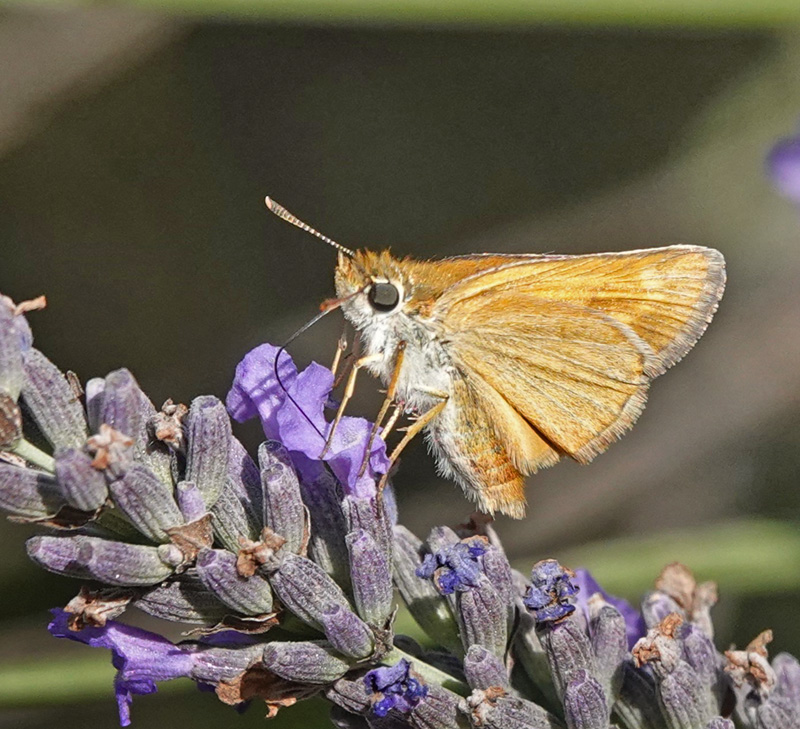 Mrk Skrstregbredpande, Thymelicus acteon. Fayence, Provence, Frankrig d. 2 juli 2024. Fotograf; Regitze Enoksen