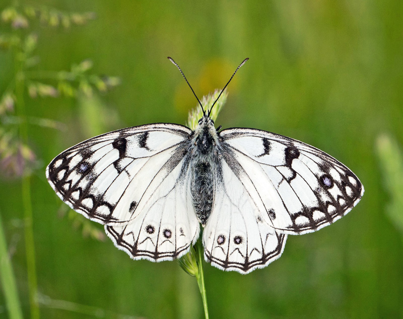 Italiensk Skakbrtrandje, Melanargia arge (Sulzer, 1776). Central Italien d. 27 maj 2024. Fotograf: Giuseppe Molinari