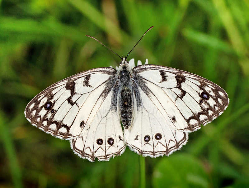 Italiensk Skakbrtrandje, Melanargia arge (Sulzer, 1776). Central Italien d. 27 maj 2024. Fotograf: Giuseppe Molinari