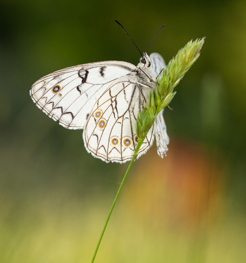 Italiensk Skakbrtrandje, Melanargia arge (Sulzer, 1776). Central Italien d. 27 maj 2024. Fotograf: Giuseppe Molinari