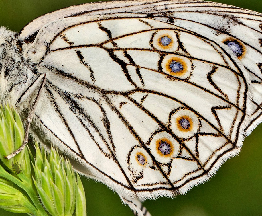 Italiensk Skakbrtrandje, Melanargia arge (Sulzer, 1776). Central Italien d. 27 maj 2024. Fotograf: Giuseppe Molinari