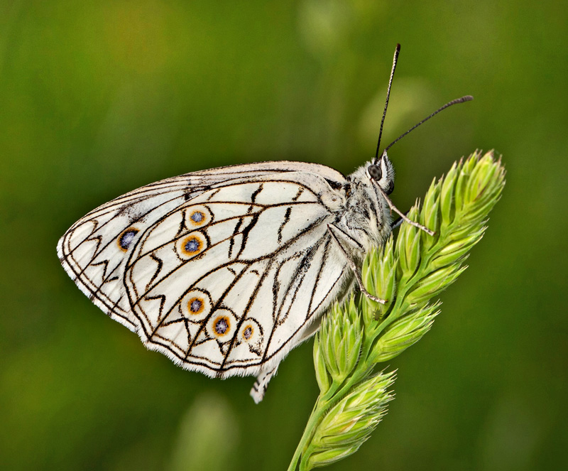 Italiensk Skakbrtrandje, Melanargia arge (Sulzer, 1776). Central Italien d. 27 maj 2024. Fotograf: Giuseppe Molinari