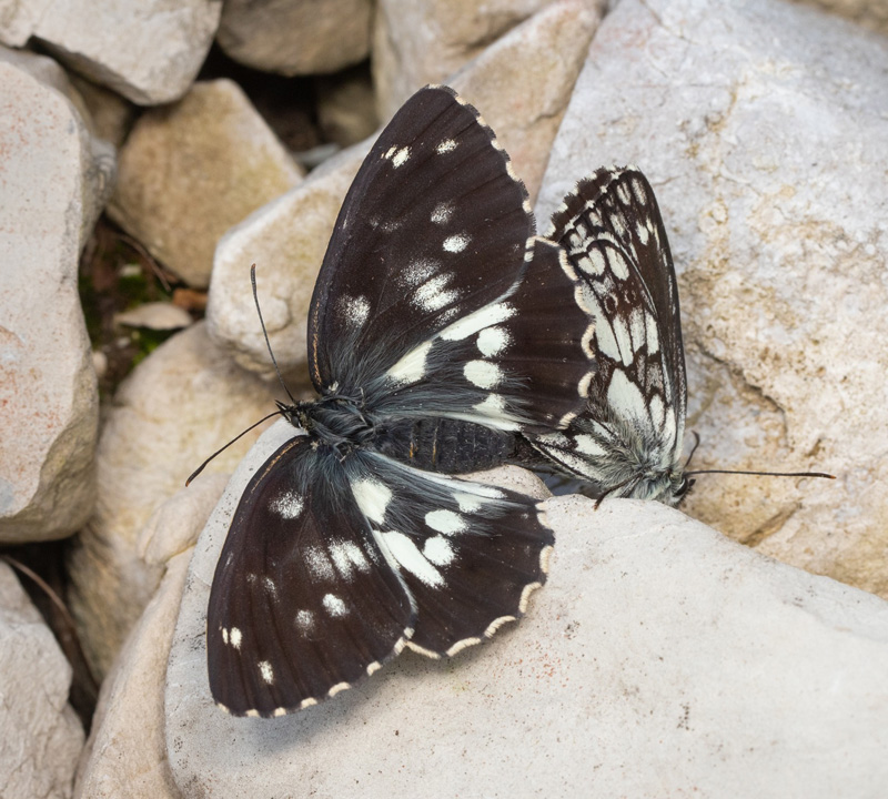 Skakbrtrandje, Melanargia galathea mrk form magdalenae. Val Cimoliana, Carnic Prealps. Italien d. 10 september 2024. Fotograf: Giuseppe Molinari