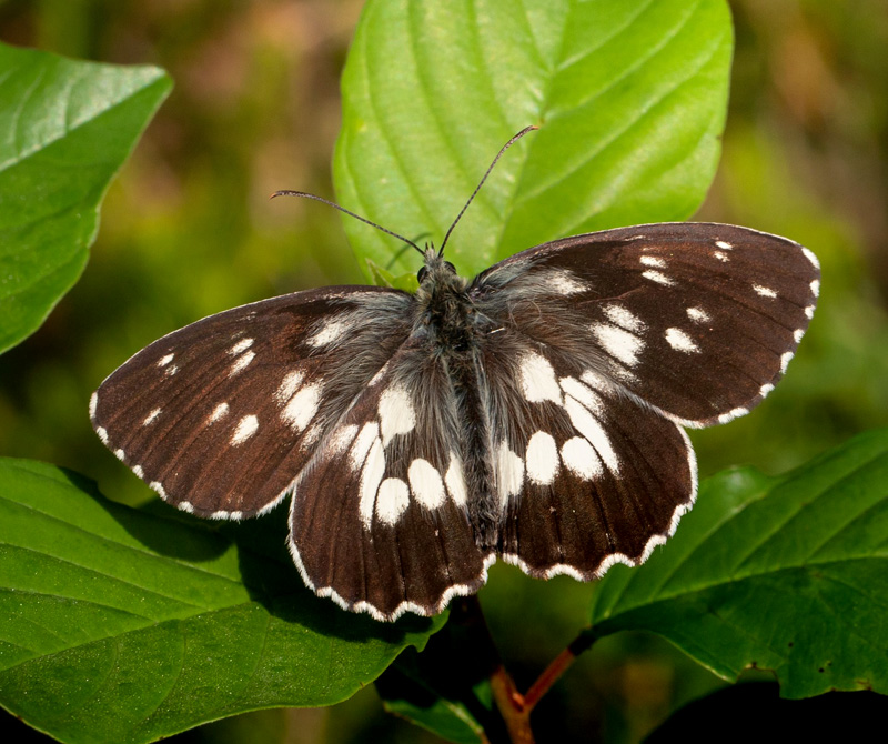 Skakbrtrandje, Melanargia galathea mrk form magdalenae. Val Cimoliana, Carnic Prealps. Italien d. 10 september 2024. Fotograf: Giuseppe Molinari