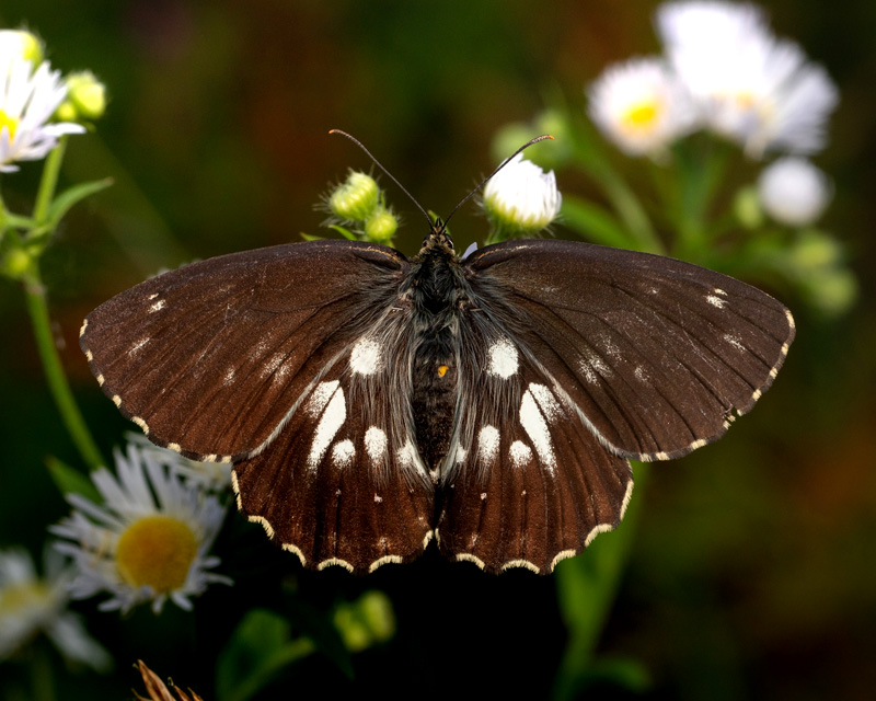 Skakbrtrandje, Melanargia galathea mrk form magdalenae. Val Cimoliana, Carnic Prealps. Italien d. 10 september 2024. Fotograf: Giuseppe Molinari