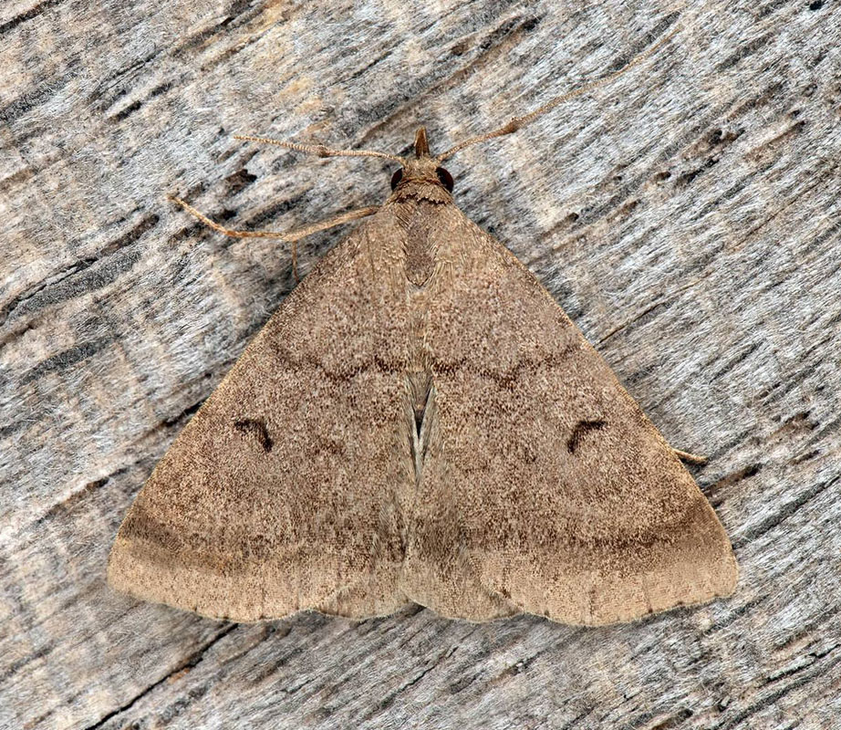 Mne-Snudeugle/Brunaktigt tofsfly, Zanclognatha lunalis (Scopoli, 1763). Bockholmen, Misterhult, Smland d. 1 august 2024. Fotografer: Hkan Johansson, Fredrik Bjerding, Anders Brattstrm 