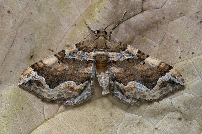 Gsefod-Bladmler/Mllmtare, Pelurga comitata (Linnaeus, 1758). leklinta, Albke, land d. 29 juli 2024. Fotografer: Hkan Johansson , Nina Fransson