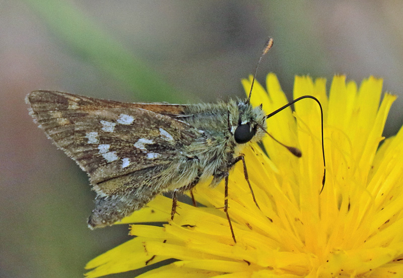 Kommabredpande/Silversmygare, Hesperia comma (Linnaeus,1758) hanner. Nyehusen, stlig Skne. Sverige d. 13august 2024. Fotografer: Torben Evald & Lars Andersen