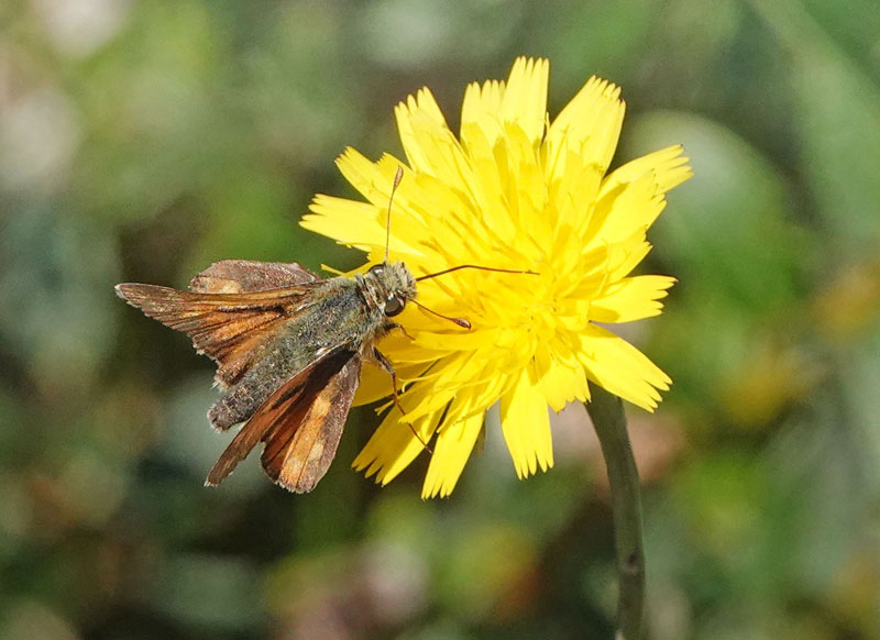 Kommabredpande/Silversmygare, Hesperia comma (Linnaeus,1758) hanner. Nyehusen, stlig Skne. Sverige d. 13august 2024. Fotografer: Torben Evald & Lars Andersen