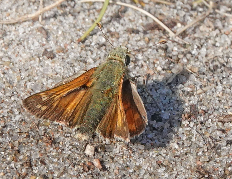 Kommabredpande/Silversmygare, Hesperia comma (Linnaeus,1758) hanner. Nyehusen, stlig Skne. Sverige d. 13august 2024. Fotografer: Torben Evald & Lars Andersen