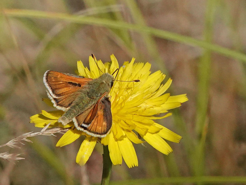 Kommabredpande/Silversmygare, Hesperia comma (Linnaeus,1758) hanner. Nyehusen, stlig Skne. Sverige d. 13august 2024. Fotografer: Torben Evald & Lars Andersen