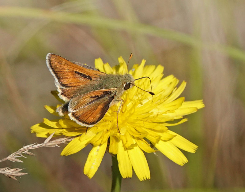 Kommabredpande/Silversmygare, Hesperia comma (Linnaeus,1758) hanner. Nyehusen, stlig Skne. Sverige d. 13august 2024. Fotografer: Torben Evald & Lars Andersen