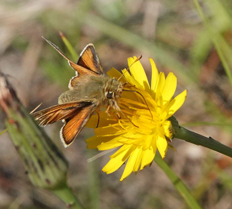 Kommabredpande/Silversmygare, Hesperia comma (Linnaeus,1758) hanner. Nyehusen, stlig Skne. Sverige d. 13august 2024. Fotografer: Torben Evald & Lars Andersen