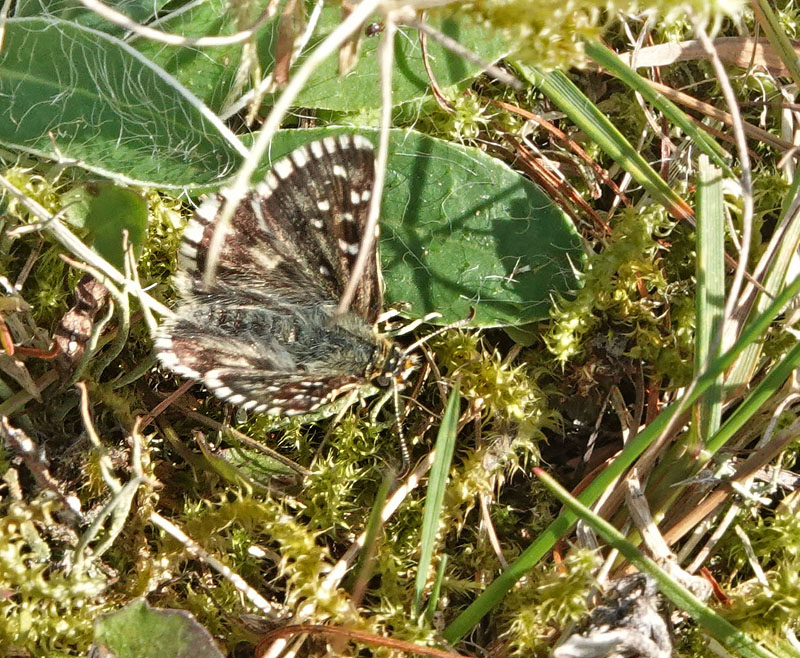 Fransk Bredpande, Pyrgus armoricanus (Oberthr, 1910 ). Hllristningarnas parkering. Branteviksvgen, Simrishamn, stlig Skne, Sverige d. 13 august 2024. Fotogtaf: Lars Andersen