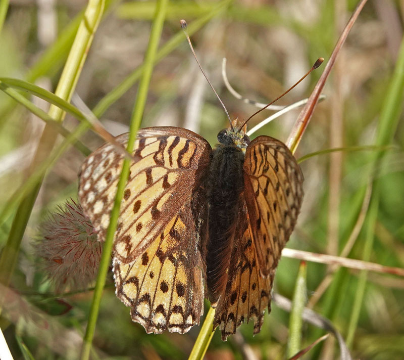 Klitperlemorsommerfugl, Fabriciana niobe hun. Nyehusen, stlig Skne. Sverige d. 14 august 2024. Fotograf: Lars Andersen