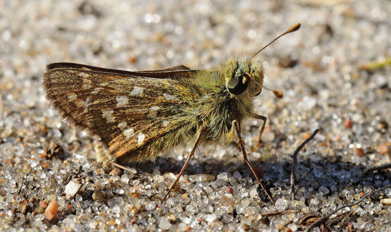 Kommabredpande/Silversmygare, Hesperia comma (Linnaeus,1758) hanner. Nyehusen, stlig Skne. Sverige d. 13august 2024. Fotografer: Torben Evald & Lars Andersen