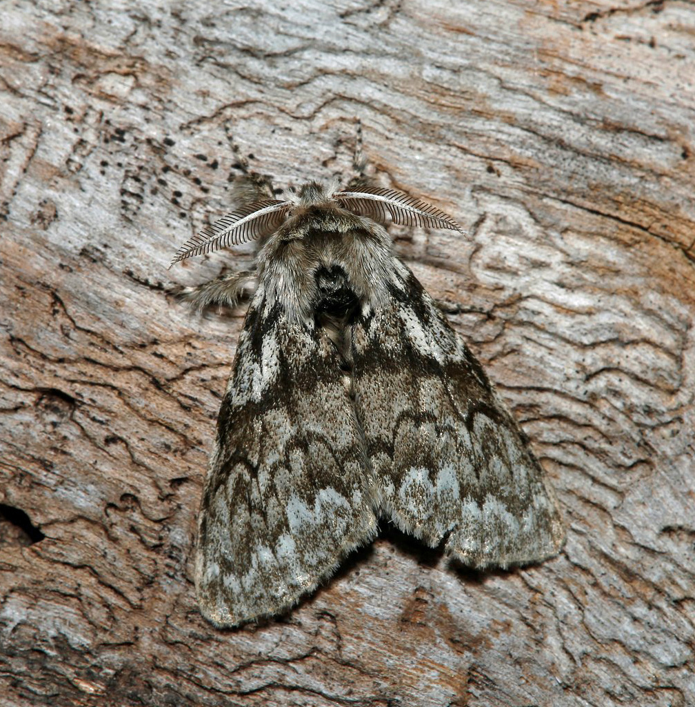 Granharfotspinnare / Grannonne, Calliteara abietis (Denis & Schiffermller, 1775). Skogshult, Smland, Sverige d. 16 september 2024. Fotograf: Ole Andersen