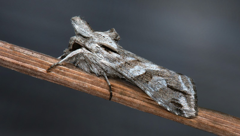 Grbokapuschongfly/Rodstreg-Htteugle, Cucullia fraudatrix (Eversmann, 1837), Trnbotten by, Trnbotten, Algutsrumland,Sverige d. 19 Juli 2024. Fotograf: Hkan Johansson. Tack till Mats Lindeborg fr visning av fjrilen.